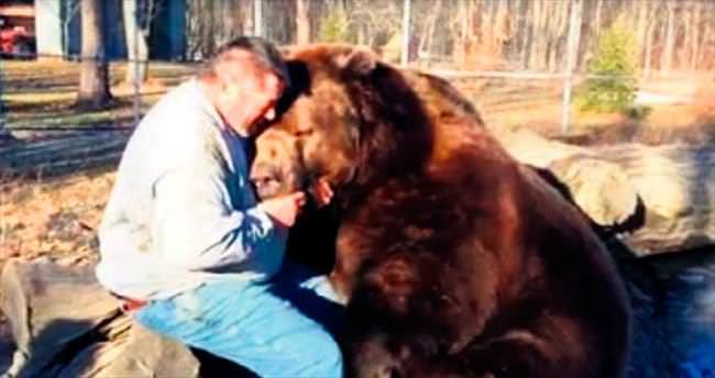680 kiloluk ayıya böyle sarıldı