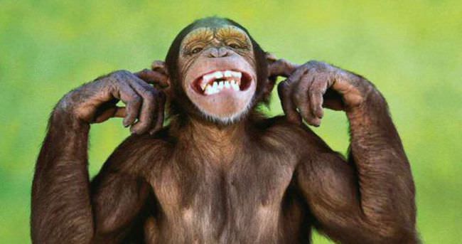 ’Maymuna kafa nakli yapıldı’ iddiası