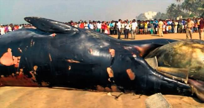 12 metrelik balina karaya vurdu