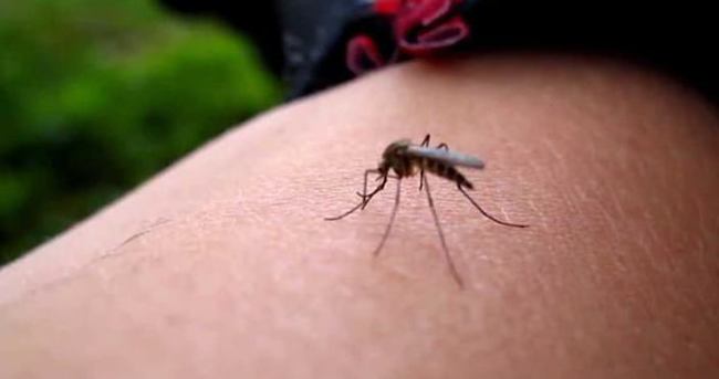 Zika virüsü insanlara uyum sağlıyor