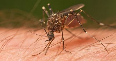 ’’Zika virüsü ülkemiz için şu an tehlike değil’’