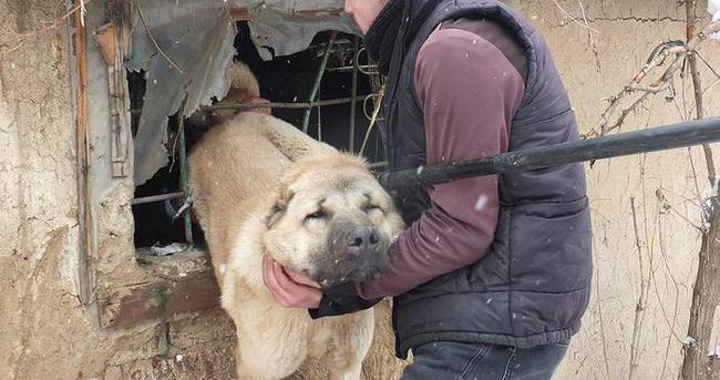 Muş’ta parmaklıklara sıkışan köpek kurtarıldı