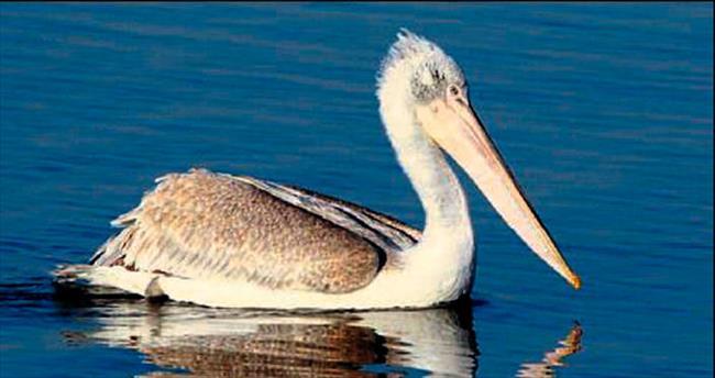 Tepeli pelikanı vurana büyük ceza