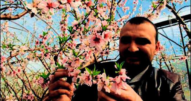 Erdemli’de nektarin ağaçları çiçek açtı