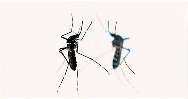 Dört soruda Zika virüsü