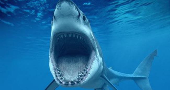 Köpek balığı kanser hastalarına şifa olacak - Sağlık Haberleri