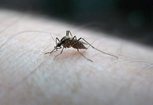 Sağlık Bakanı’ndan ’Zika virüsü’ açıklaması