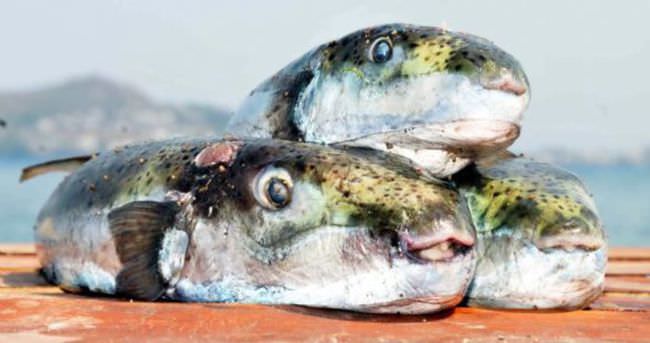 Marmaris kıyılarında balon balığı tehlikesi