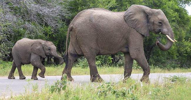 Doğu Afrika’da fil nüfusu yok oluyor