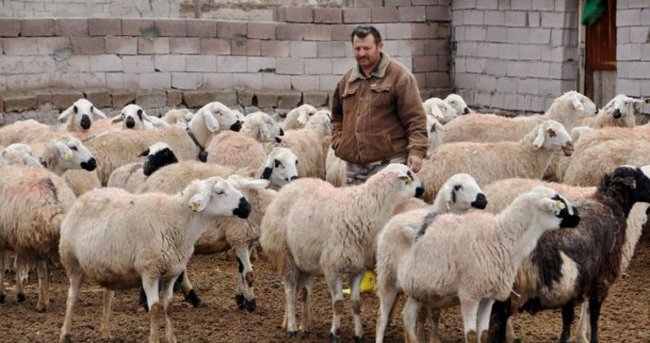 Türkiye, Hayvancılıkta Avrupa’da liderliğe oynuyor