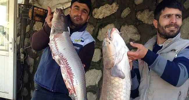 Batman Barajı’nda 22 kiloluk Şabot Balığı yakalandı