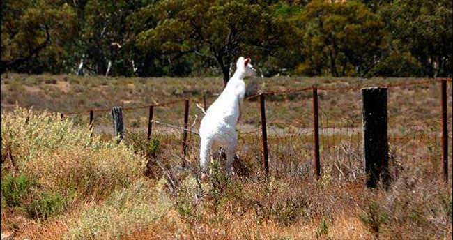 İnternet yıldızı albino kanguru...