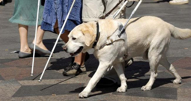 Görme Engelliler için Rehber Köpekler artık Türkiye’de!