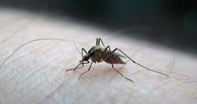 Zika virüsü Japonya’ya sıçradı