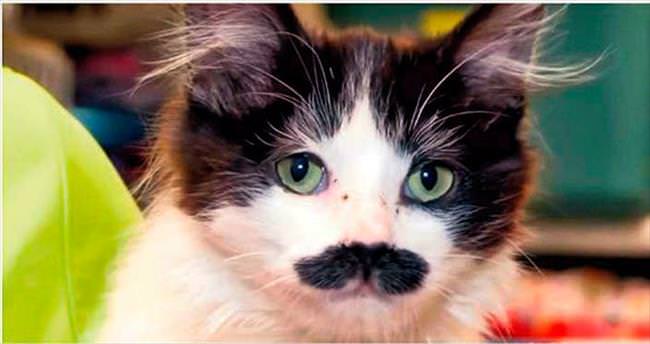 İnternet bir fenomen daha çıkardı: Bıyıklı kedi