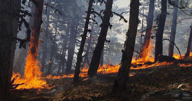 Sıcak havalar ormanları tehdit ediyor