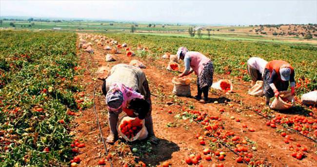 Salçalık domates fiyatına üretici tepkisi