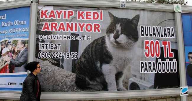 Kedisini bulmak için dev billboarda ödüllü ilan verdi