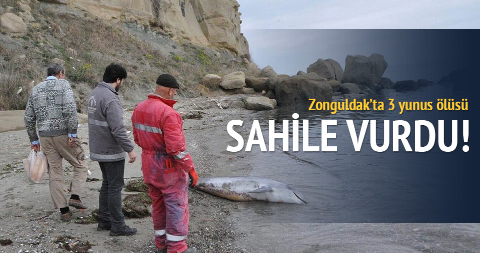 Zonguldak’ta 3 yunus ölüsü sahile vurdu