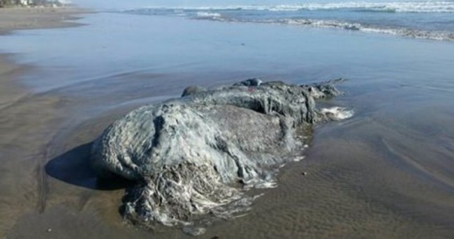 Meksika’da 4 metrelik deniz canavarı bulundu