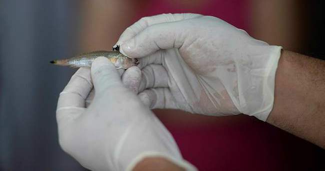 Trakonya balığı Antalyalı kadını hastanelik etti