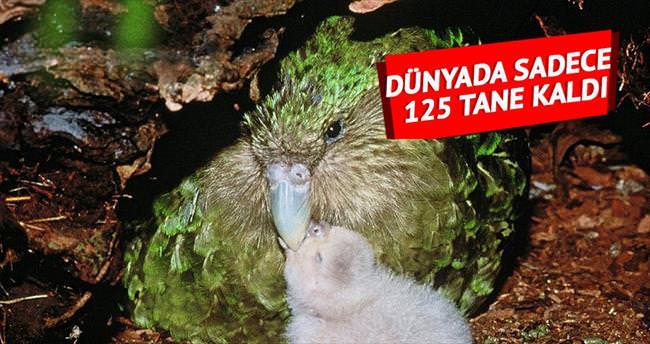 Dünyada sadece 125 kakapo kaldı