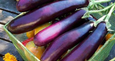 Cilt kanserine karşı patlıcan önerisi