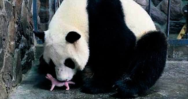 Panda merkezinde yılın ilk doğumu