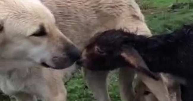 Sıpaya Kangal köpeği annelik ediyor
