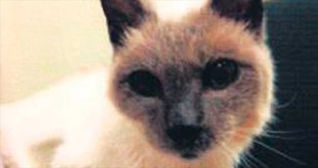 En yaşlı kedi 30’unda öldü