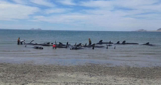 Meksika’da pilot balinalar karaya vurdu