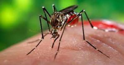 Zika virüsü klonlandı