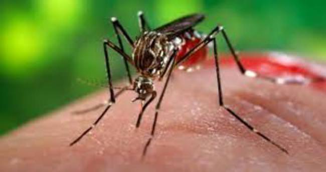 Zika virüsü klonlandı