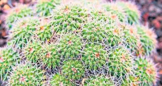 Çukurova’nın endemik bitki türleri koruma altına alındı