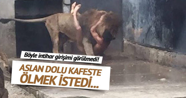 Şili’de bir genç intihar için aslanların kafesine girdi