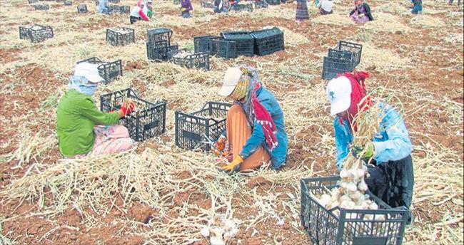 Araban sarımsağı 10 bin kişiye ekmek kapısı oldu