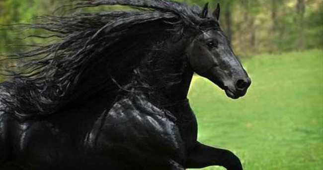 En ‘yakışıklı at’ Frederik güzellik sırlarını paylaştı!