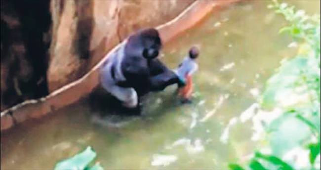 Harambe’nin günahı ne!