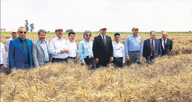 Dört yeni buğday çeşidi çiftçiye tanıtıldı