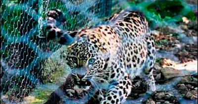 Dört Fars leoparı doğaya salınacak