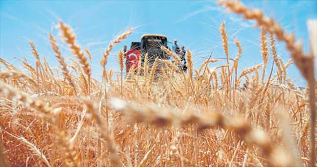 Buğday rekoltesinde yüzde 15’lik düşüş