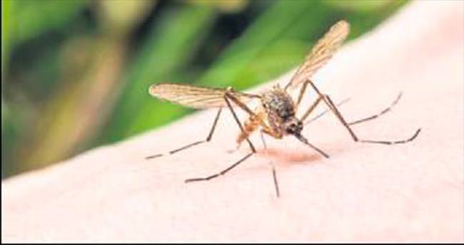 Melih ABİ: Başkan sivrisinekle ne zaman mücadele edecek?