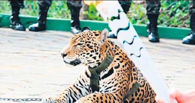 Rio Olimpiyatı’nın jaguarını öldürdüler