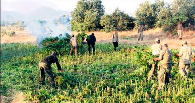 PKK’nın uyuşturucu tarlaları imha edildi