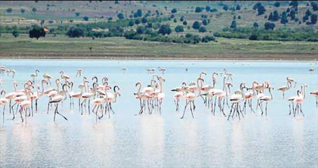 Yaralı flamingolar için doğal ortamda tedavi