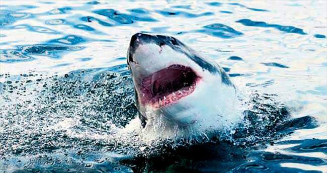 Sörf yapan çocuğa köpekbalığı saldırdı