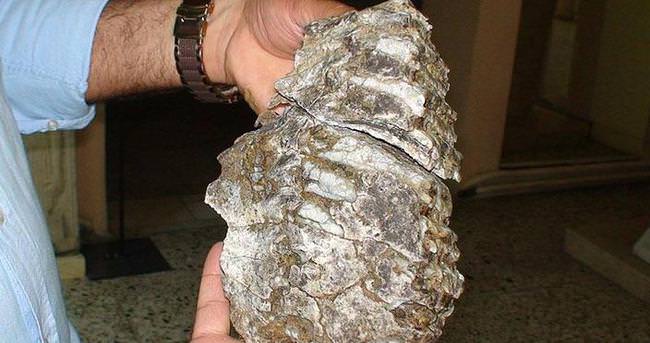 Konya’da mamut fosili bulundu