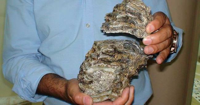 Konya’da 2,5 milyon yıllık mamut dişi fosili bulundu