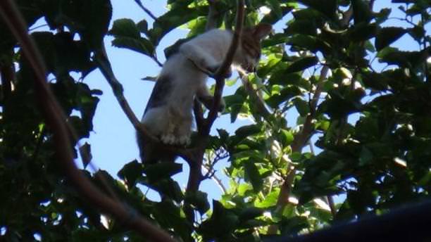 İtfaiye ekibinin kurtardığı kedi, yine ağaca çıkınca vatandaş indirdi