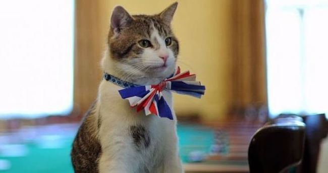 Başbakanlık konutunun kedisi görevde kalacak